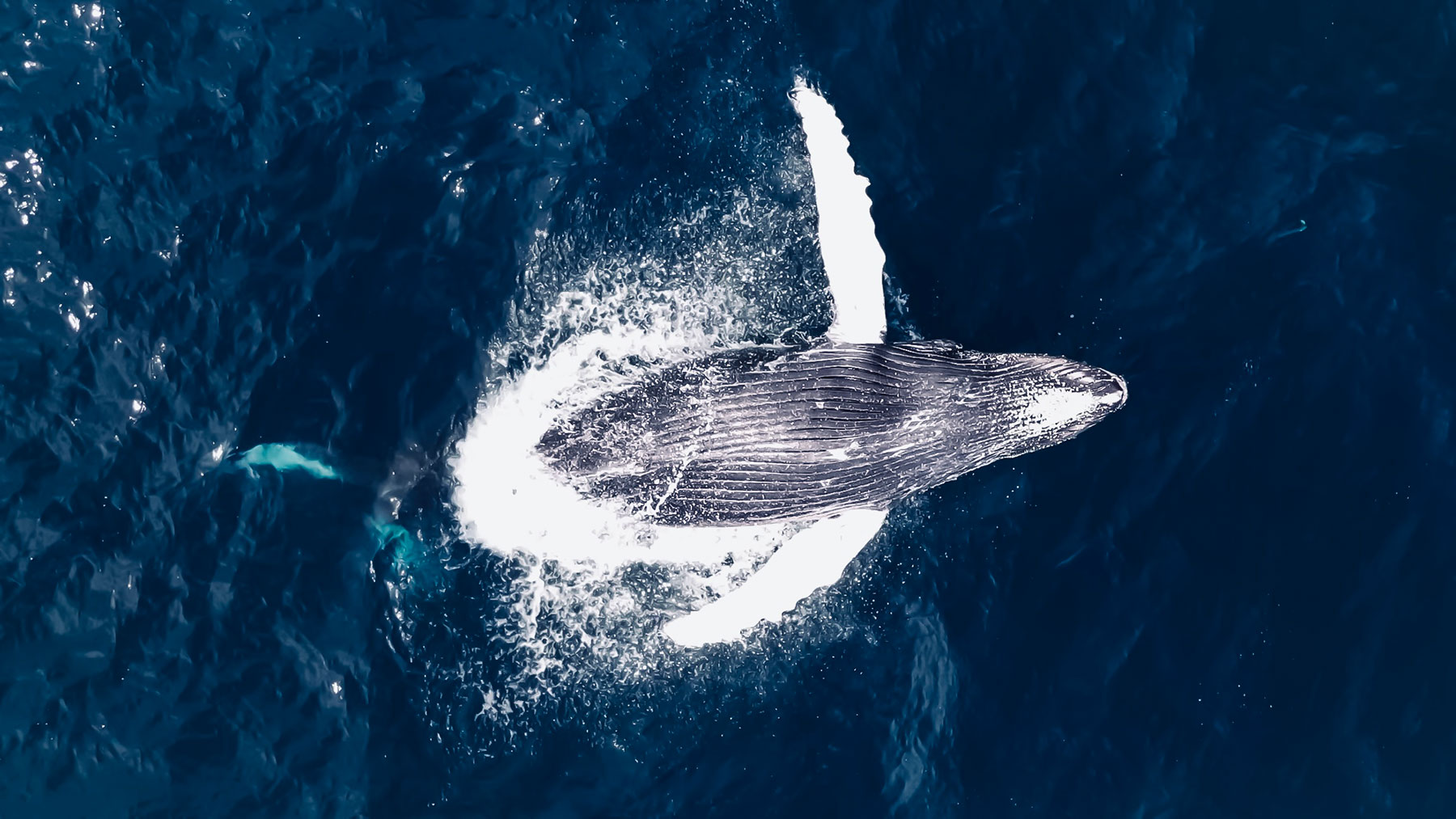 contact malpaisurfcam