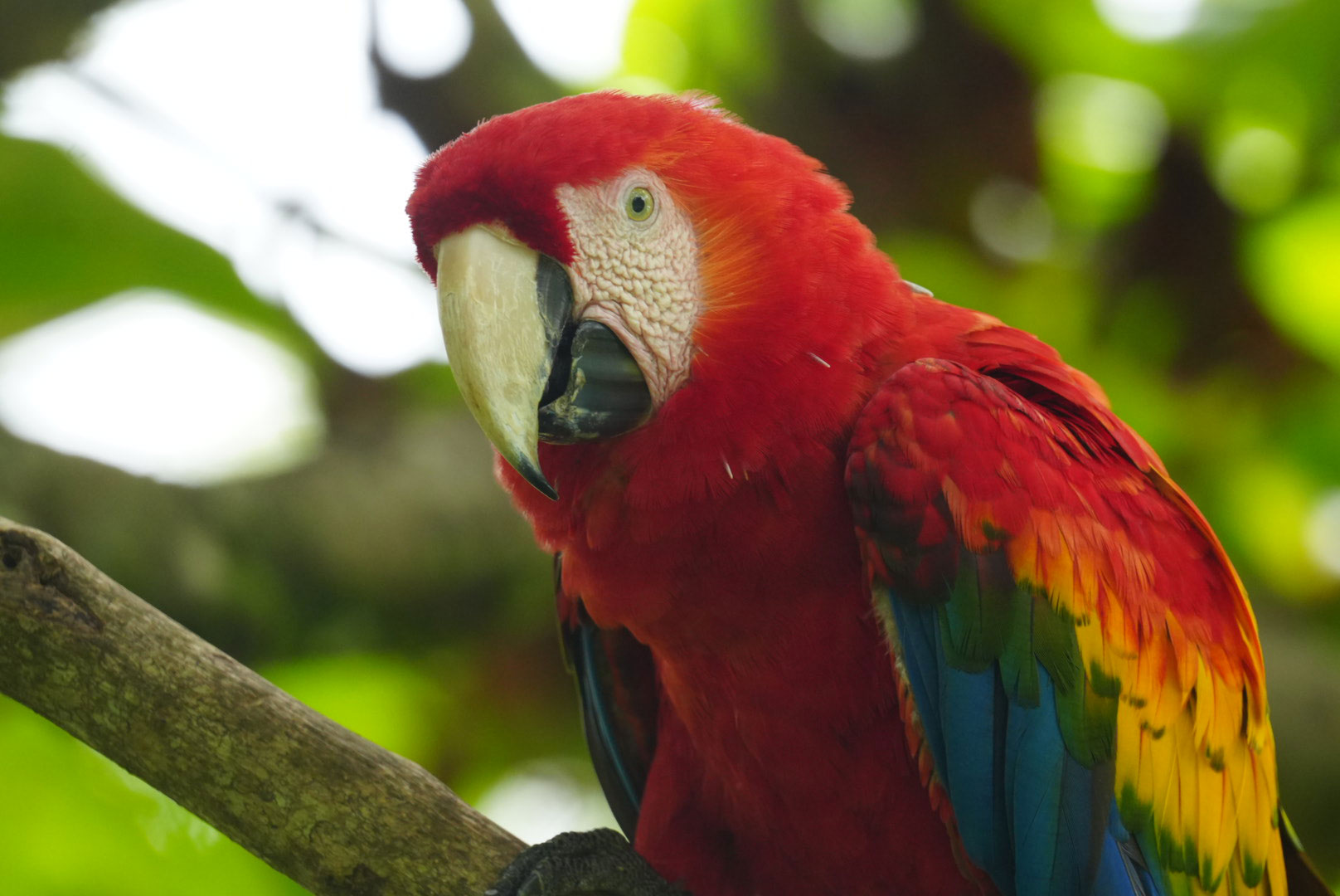 houses for rent in santa teresa