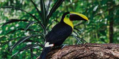wildlife tours in santa teresa